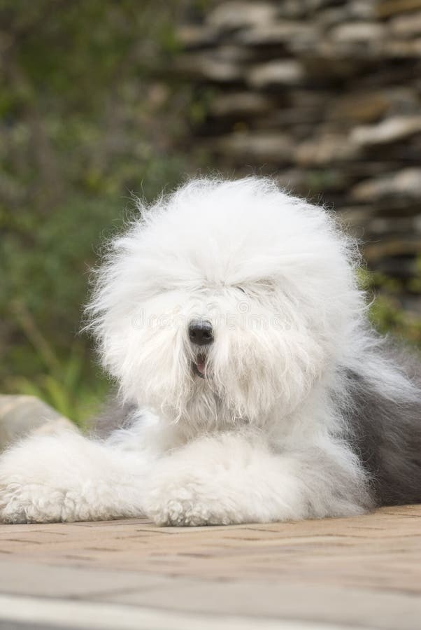 Cão pastor inglês velho imagem de stock. Imagem de pelaria - 39439285