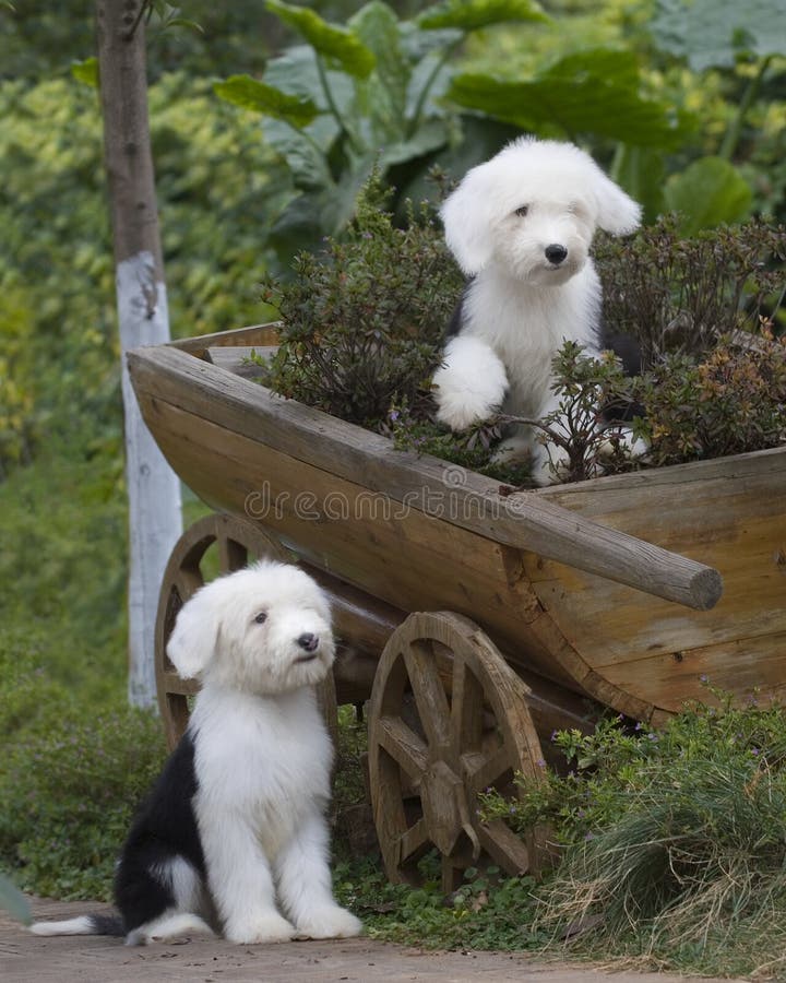 Cão pastor inglês velho imagem de stock. Imagem de pelaria - 39439285