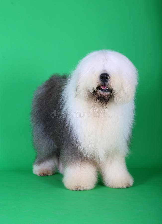 Cão Pastor Inglês Velho Que Está Em Um Fundo Cinzento Foto de Stock -  Imagem de fundo, estar: 110519846