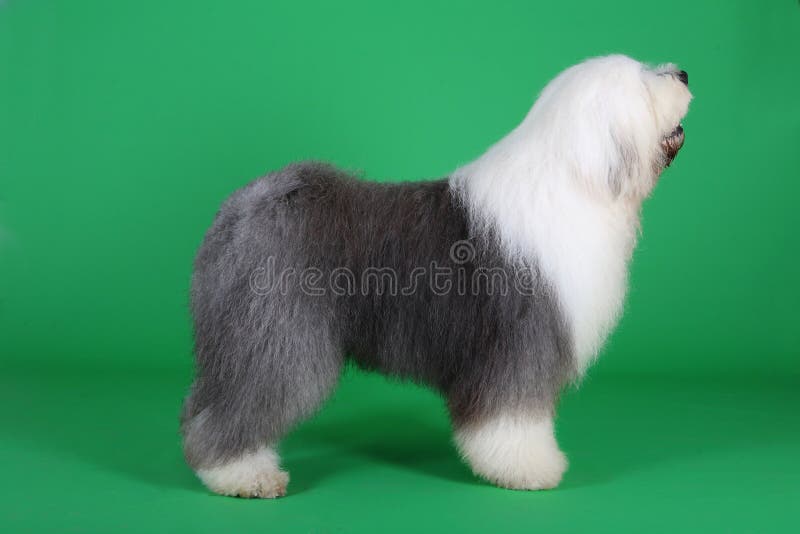 Cão Pastor Inglês Velho Preto E Branco Que Encontra-se Na Parte Inferior  Das Etapas Imagem de Stock - Imagem de aberto, rabisco: 87243909