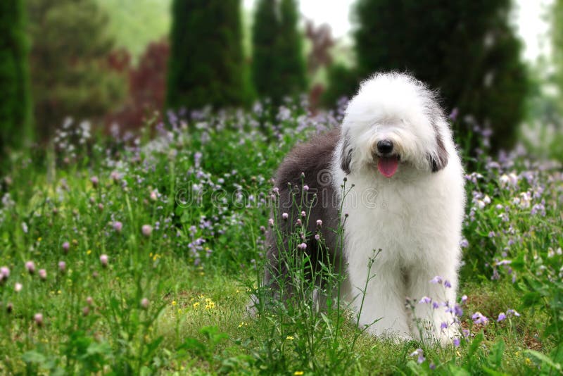 Olivia, Um Cão Pastor Inglês Velho Fêmea Imagem de Stock - Imagem de velho,  olivia: 85523859