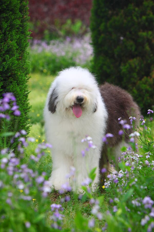 Sheepdog Inglês Velho Recém-nascido Foto de Stock - Imagem de