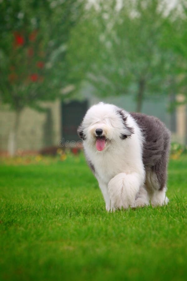 Cão Pastor Inglês Velho Que Está Em Um Fundo Cinzento Foto de Stock -  Imagem de fundo, estar: 110519846