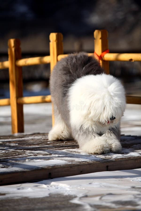 Cão Pastor Inglês Velho Que Está Na Grama Imagem de Stock - Imagem de  velho, fundo: 38260829