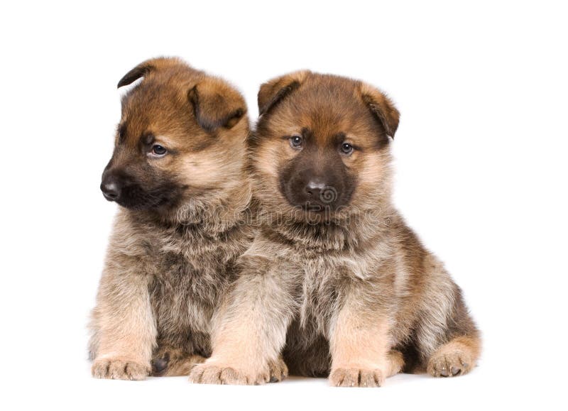 Sheepdogs puppys isolated over white background