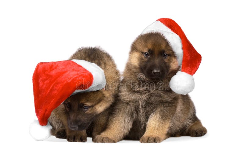 Sheepdogs puppys isolated over white background