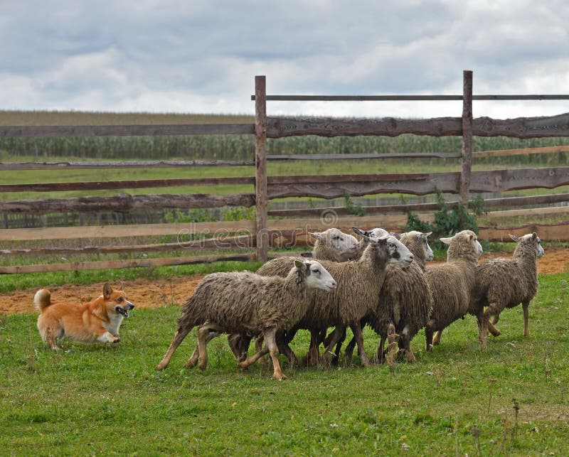 Welsh Corgi working as sheepdog with flock of sheep in a meadow. Welsh Corgi working as sheepdog with flock of sheep in a meadow