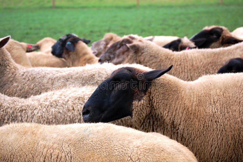 Sheeps all'azienda agricola fotografie stock libere da diritti Sheeps all'azienda agricola fotografie stock libere da diritti