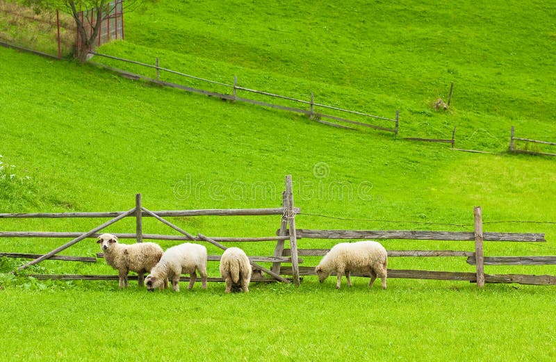 Sheeps eating fresh grass - copy space