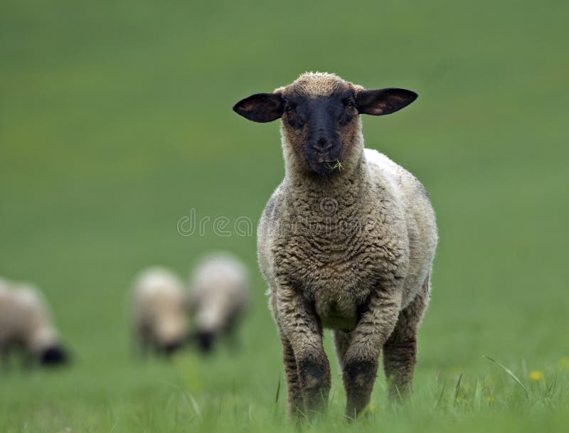Sheeps on the farm