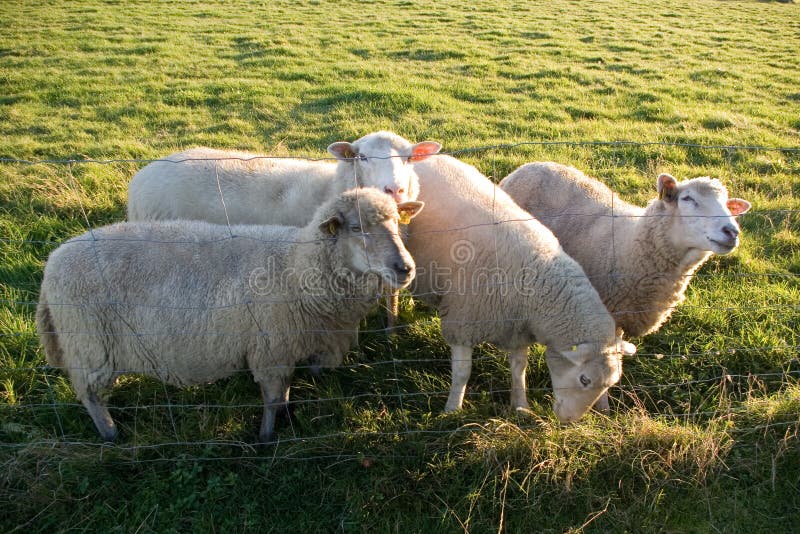Sheeps feeding