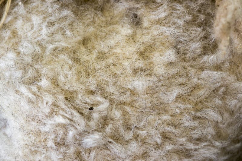 Sheeps fleece stock photo. Image of fluffy, wool, textured 66032680