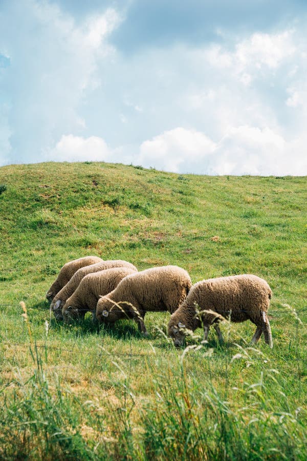 Ovce na hrade Devín na Slovensku
