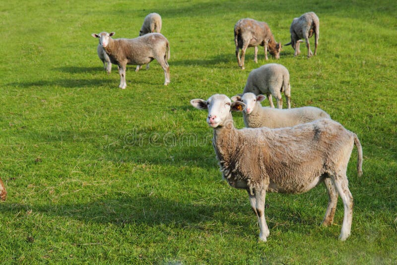 Sheeps in the green grass