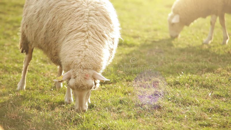 Sheeps het voeden ogenblik De hongerige dieren eet groen gras