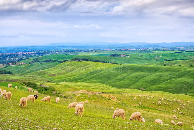 Sheeps het weiden op groene gebieden in Orcia-Vallei, Siena, Toscanië, Italië stock foto Sheeps het weiden op groene gebieden in Orcia-Vallei, Siena, Toscanië, Italië stock foto