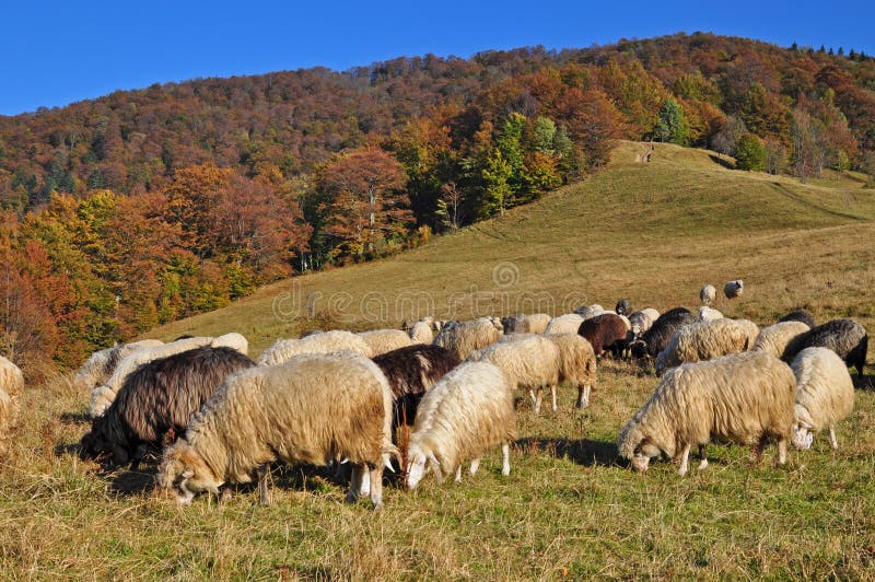 Sheeps on a hillside.