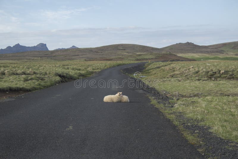 Sheeps in Krysuvik stock foto's Sheeps in Krysuvik stock foto's