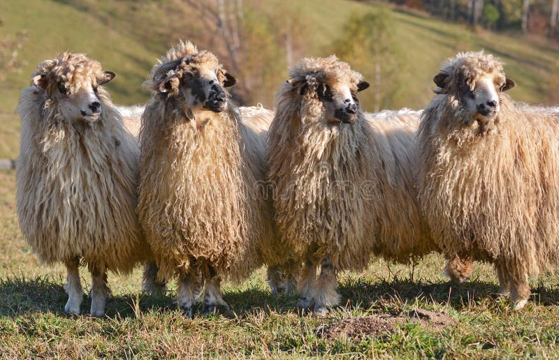 Rebano de oveja buscando uno forma sobre el campo, rumania.