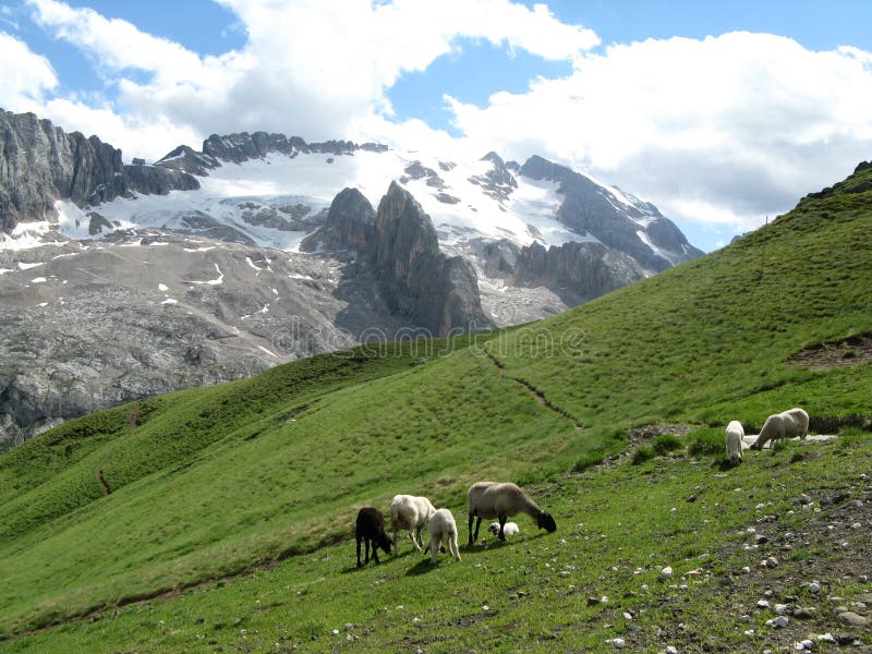 Sheeps in the mountains