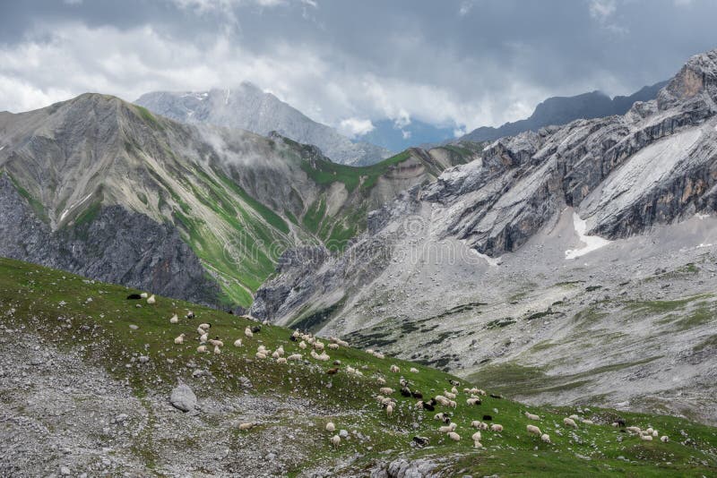 The sheeps in mountains of Alps in Bavaria, Germany royalty free stock photo The sheeps in mountains of Alps in Bavaria, Germany royalty free stock photo