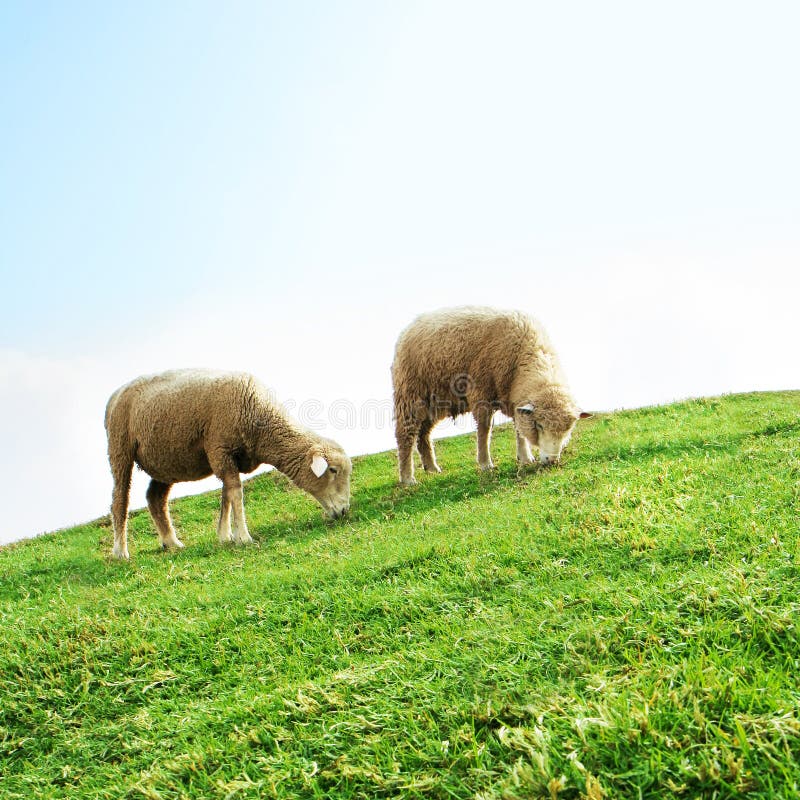 Sheeps no campo foto de stock royalty free Sheeps no campo foto de stock royalty free