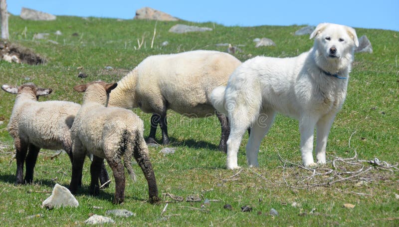 Sheeps and Pyrenean Mountain Dog, known as the Great Pyrenees in North America, is a large breed of dog used as a livestock guardian dog. Sheeps and Pyrenean Mountain Dog, known as the Great Pyrenees in North America, is a large breed of dog used as a livestock guardian dog.