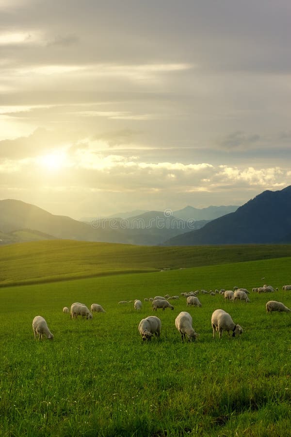 Sheeps on pasture