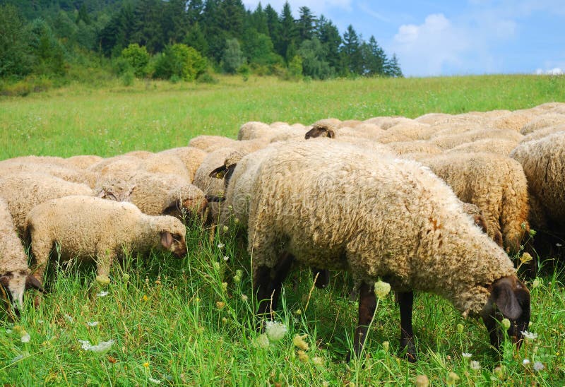 Sheeps on the pasture