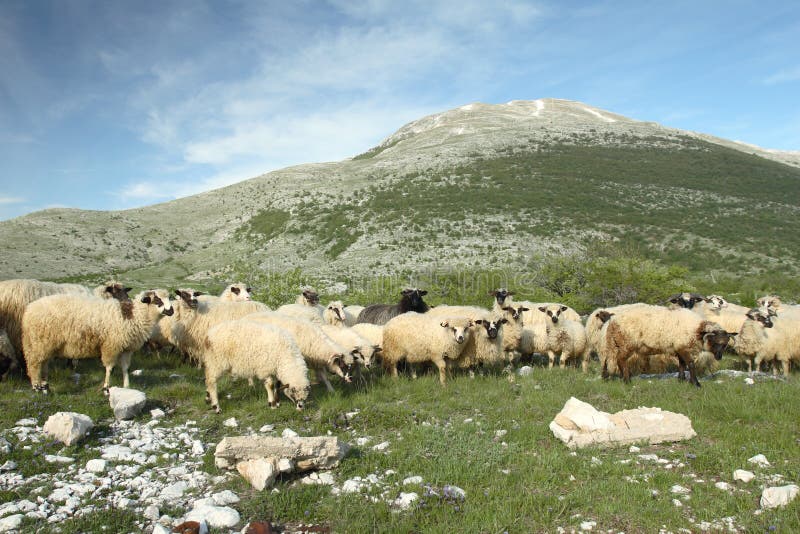 Sheeps que pasta en Bosnia y Hercegovina fotos de archivo libres de regalías Sheeps que pasta en Bosnia y Hercegovina fotos de archivo libres de regalías