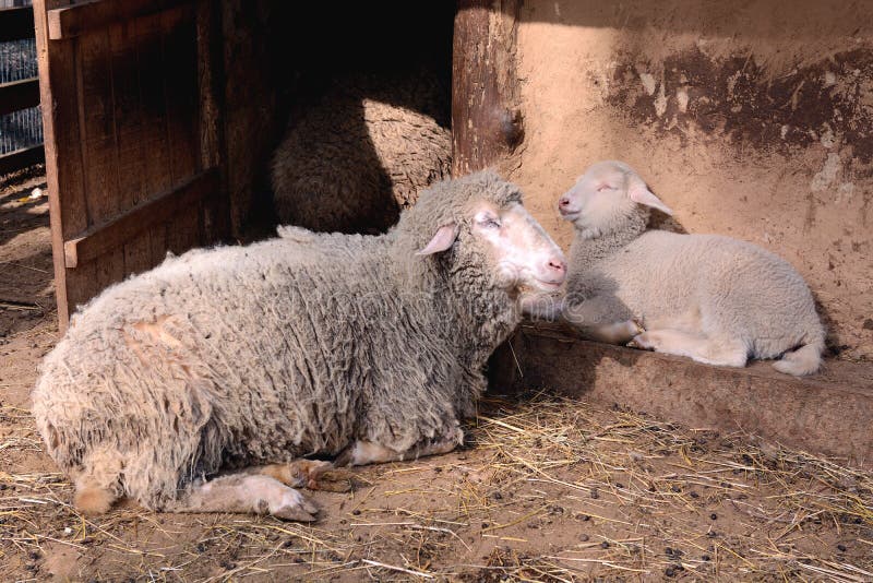 Sheeps Rest On Natural Organic Farm Stock Image Image Of Farm Lamb