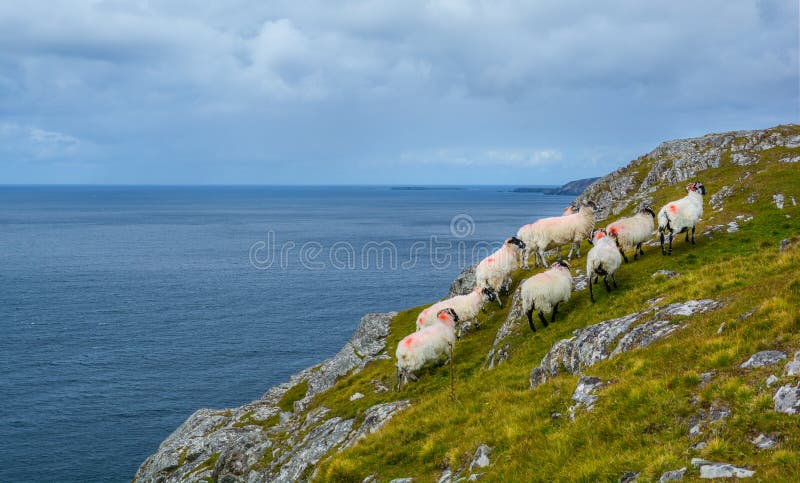 Sheeps roaming near the Slieve League, County Donegal, Ireland royalty free stock image Sheeps roaming near the Slieve League, County Donegal, Ireland royalty free stock image