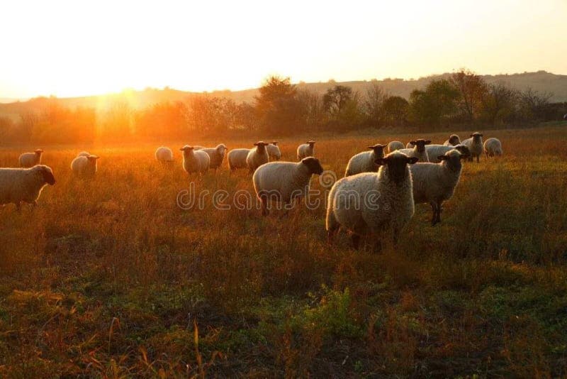 Sheeps in the sunset stock image. Image of field, nature - 175613661