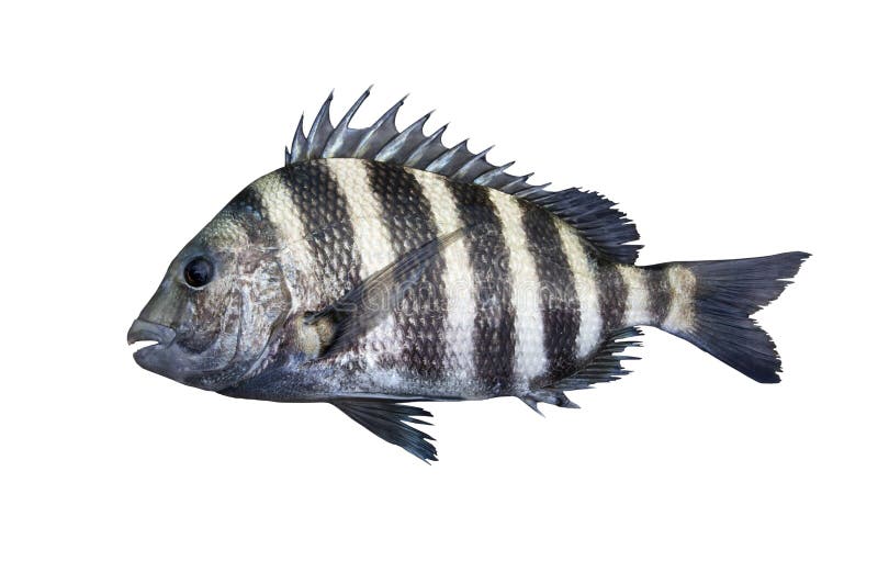 Sheepshead saltwater fish isolated on white