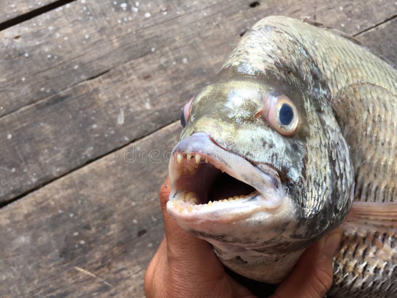 The sheepshead, scup, and red/black seabream, Pagrus major. The sheepshead, scup, and red/black seabream, Pagrus major.