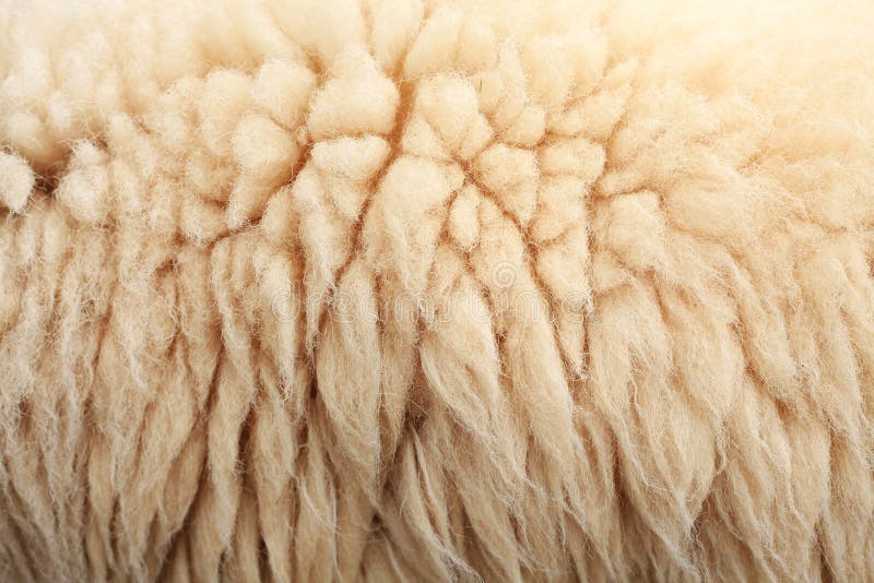 Sheepskin Background