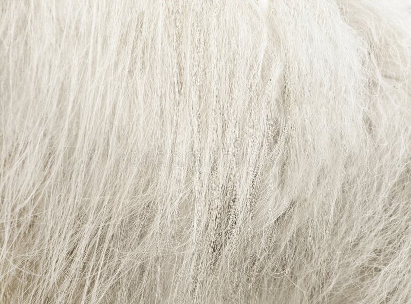 Sheepskin stock image. Image of ovine, sheep, warm, carded 34030737