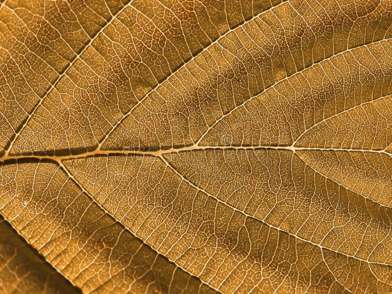 Sheet tree stock image. Image of exotic, flora, foliage 13241399