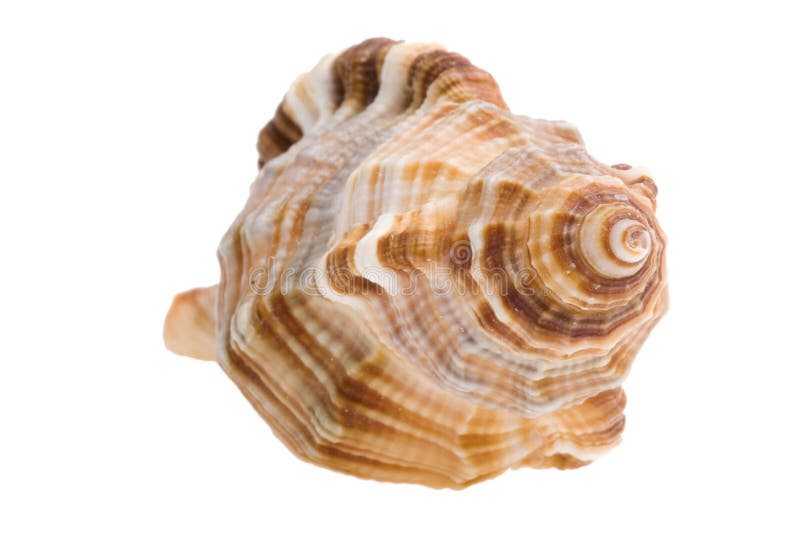 Shell