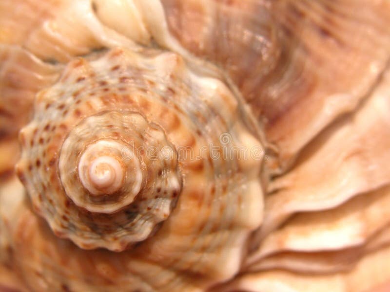 Shell lizenzfreie stockfotografie Shell lizenzfreie stockfotografie