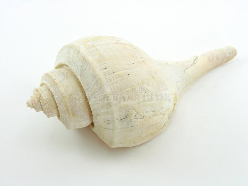 Shell royalty free stock photo