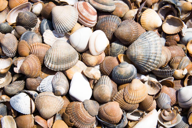Shell photo stock Shell photo stock