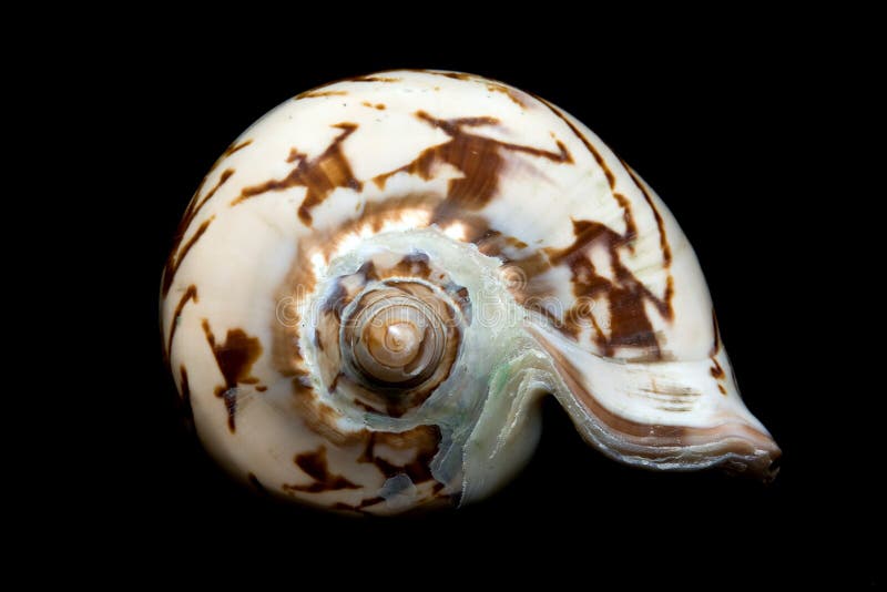 Shell stock image