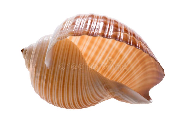 Shell