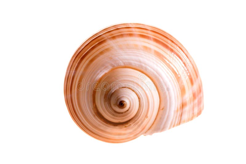 Shell