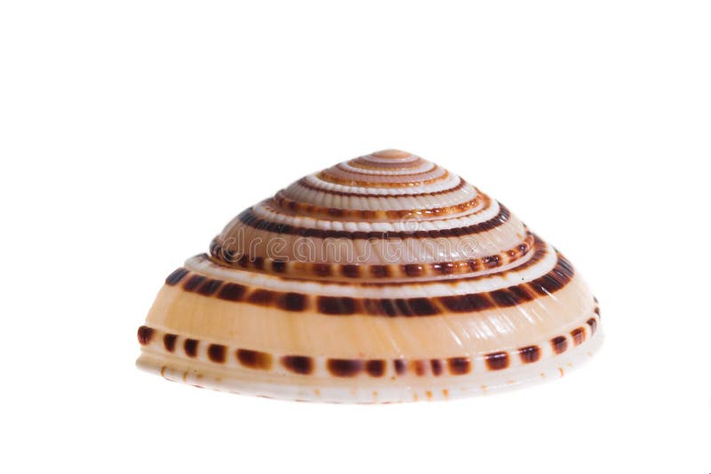 Shell