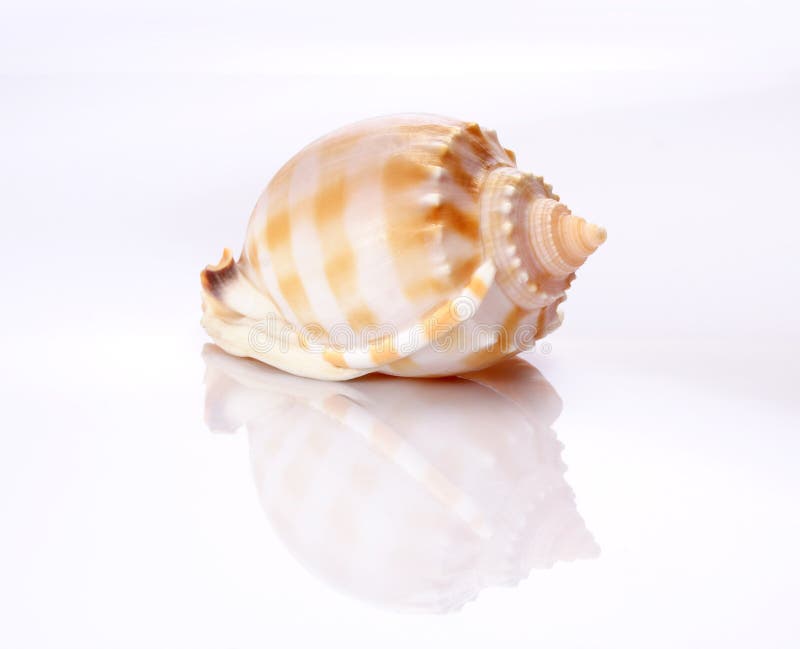 Shell against white background with inverted reflection