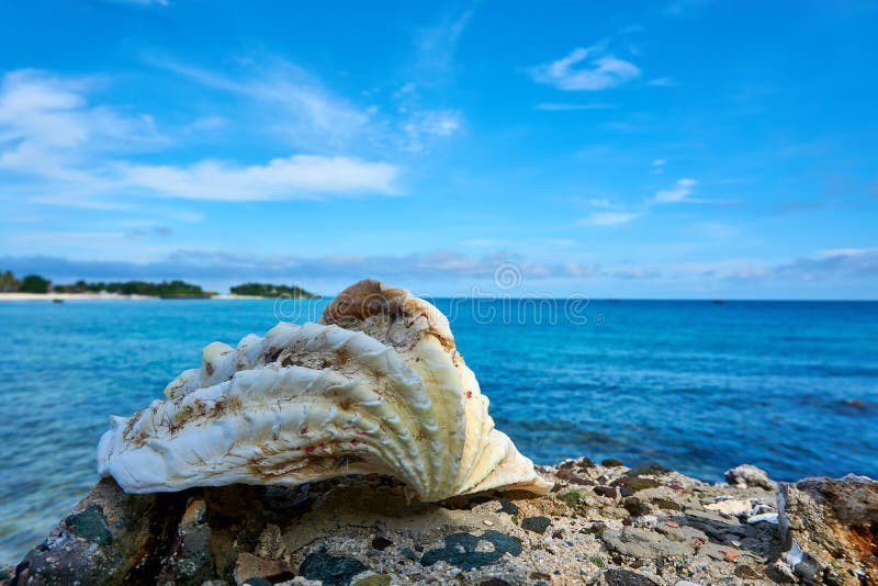 Shell Auf Dem Boden Mit Malapascua Strand Im Hintergrund ...