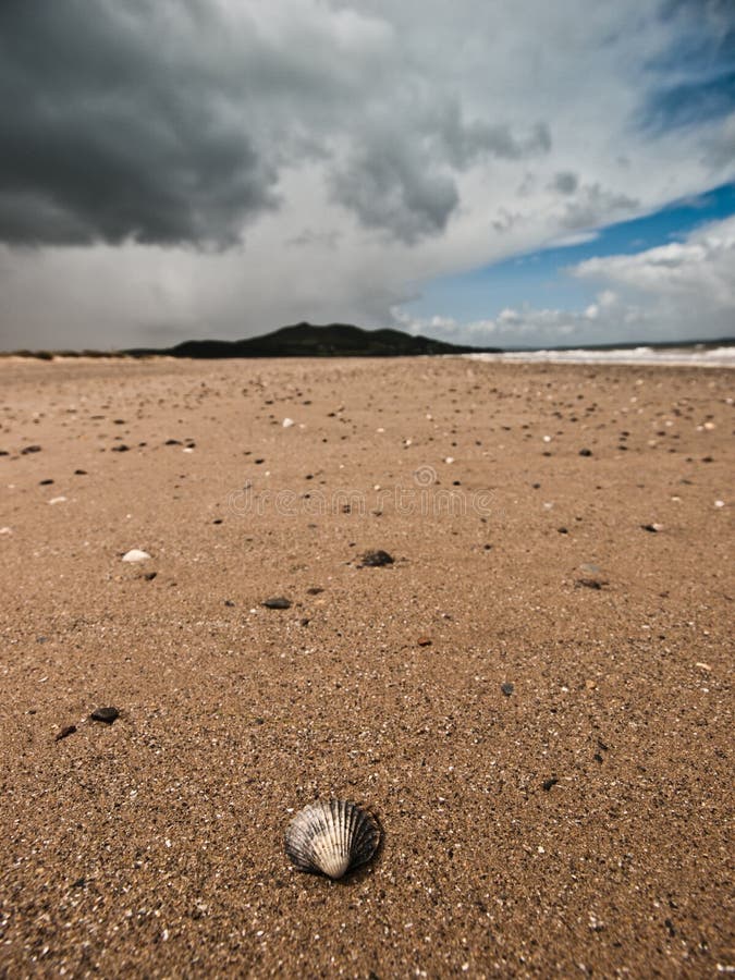 Shell auf dem Strand lizenzfreies stockfoto Shell auf dem Strand lizenzfreies stockfoto