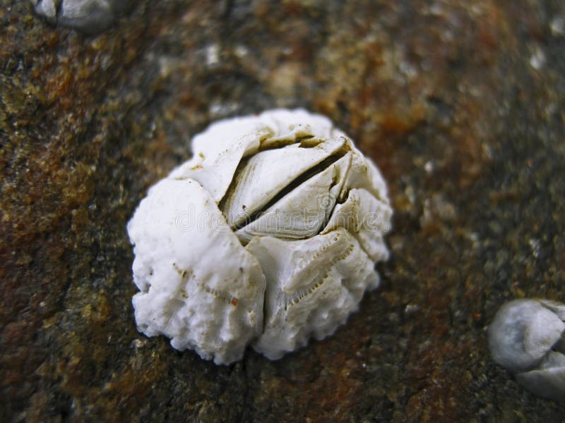 a shell of balanus balanus barnacle stock image image of aquatic animal form